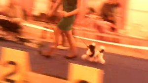 Форд Мустанг С Изюминкой Юлианы Той пудель-арлекин