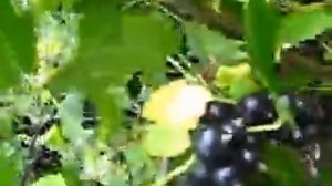 Турайский сад. Смородина сорт Сокровище