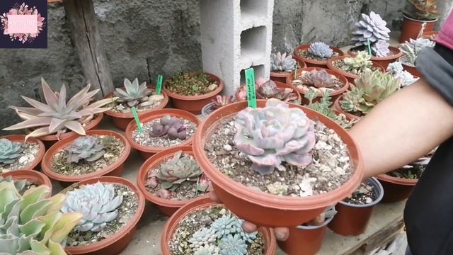 😱🤩💚TOUR POR SUCULENTAS BELLÍSIMAS Y EXÓTICAS + TIPS || PARTE I 🥰 @ANJHOBE смотреть онлайн