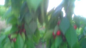 Разные сорта черешни на одном дереве