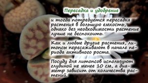 Литопсы ? (живые камни): уход, пересадка, трудности выращивания