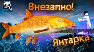 RF4 Я ТАКОГО ВООБЩЕ НЕ ОЖИДАЛ, РЕЗКО ТАК #рр4