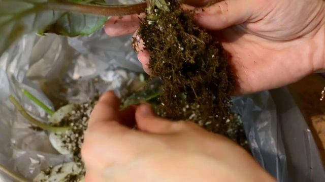 Мои УЖАСНЫЕ фиалки - привожу в порядок! смотреть онлайн