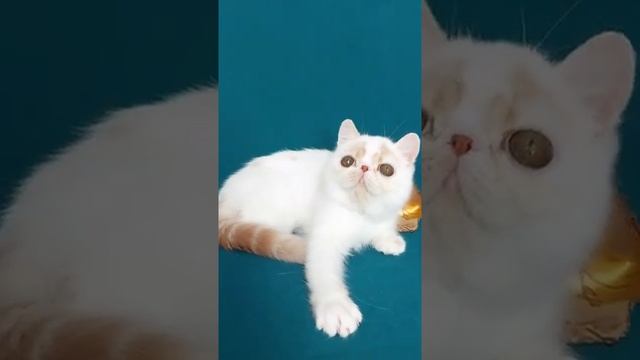 Exotic baby boy? Экзотический котик