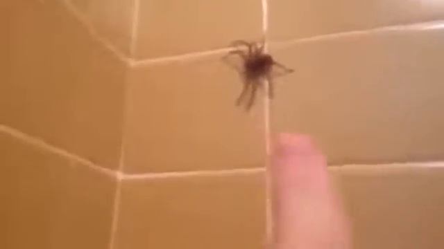 Мужик решил убрать паука из ванной, но не очень хорошо получилось;D Прикол смотреть онлайн