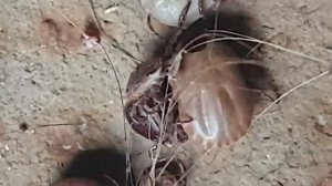 Много клещей на собаке...клеще-ферма...клещ...клещи 2019...