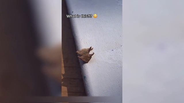 ВЕЩИ, КОТОРЫЕ ВЫ УВИДИТЕ ВПЕРВЫЕ В ЖИЗНИ смотреть онлайн