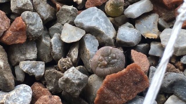 9 Month old seedlings update. Various Ariocarpus, Lophophora and Astrophytum смотреть онлайн