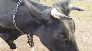 ПРОСТО МИЛЫЕ ДОМАШНИЕ ЖИВОТНЫЕ ЧЕТВЕРОНОГИЕ ДРУЗЬЯ