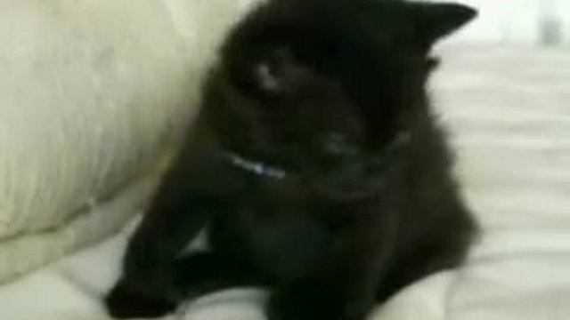 CATS: THE BEST OF THE BEST