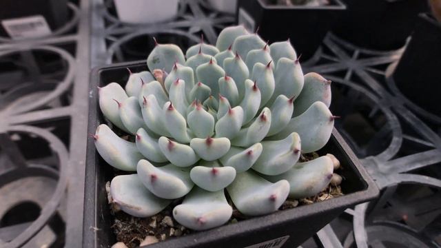 Succulent Plant 多肉植物小盆栽 黑爪 смотреть онлайн