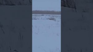 Волк в Боровском🐺