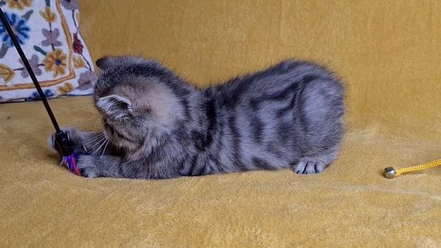 Иванко - маленький тигра. Котёнок экзот смотреть онлайн