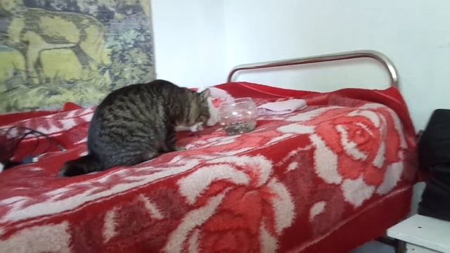 Кот любит семечки подсолнуха, тыквы! смотреть онлайн