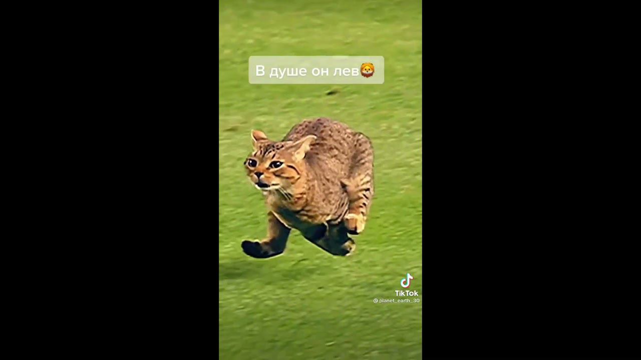 Кот выбежал на поле по футболу, в душе он Лев смотреть онлайн