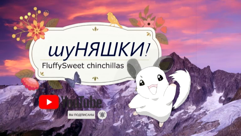 Все про любимых ШИНШИЛЛ!