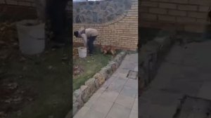 Кокер-спаниель от 2 до 7 месяцев за 1 минуту