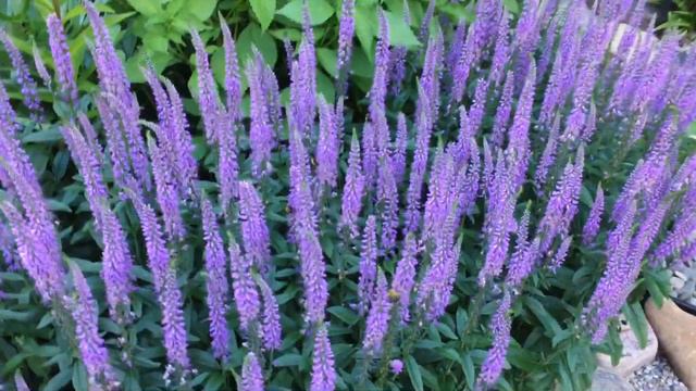 Fun Garden Moments: Speedwell смотреть онлайн