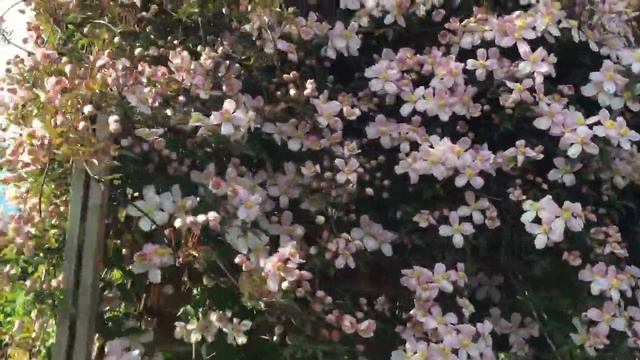 Clematis in our garden смотреть онлайн