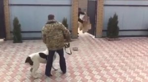 Алабай дрессировка на охрану.Арда