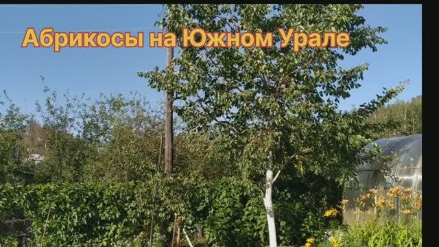 Абрикосы на Южном Урале. 20. 07. 2023