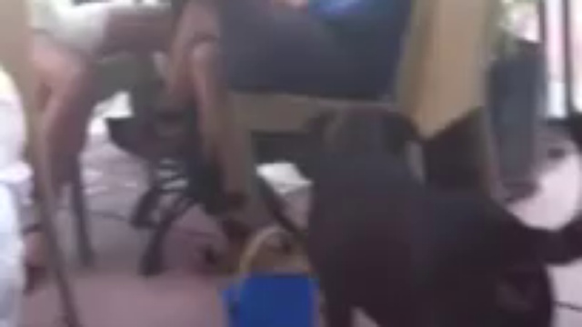 Умная попрошайка!