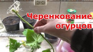 Размножение огурцов черенками и пасынками - быстрый проверенный способ