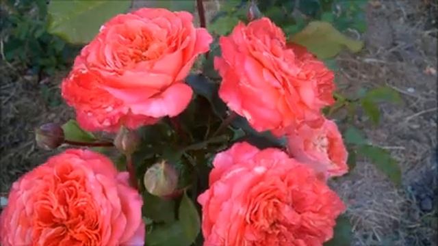 РОЗЫ.МОИ ПЕРВОГОДКИ.КАК РАЗВИВАЮТСЯ. смотреть онлайн