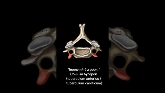 Строение типичных шейных позвонков смотреть онлайн