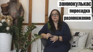 Как размножить и пересадить замиокулькас