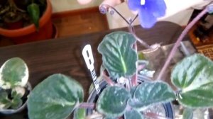 Бизнес на фиалках! Какие сорта фиалок разводить? Часть 2.