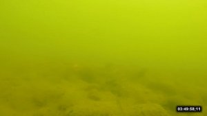 Ловля карпа на бойлы подводная съёмка