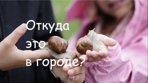 Природный пермакультурный сад в городском ландшафте для диких растений и домашних животных