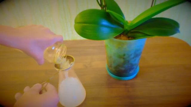 ИЗБАВЛЯЕМСЯ ОТ МОШЕК У ОРХИДЕЙ !!! смотреть онлайн