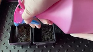 Баклажаны. Правильный посев баклажанов на рассаду без пикировки