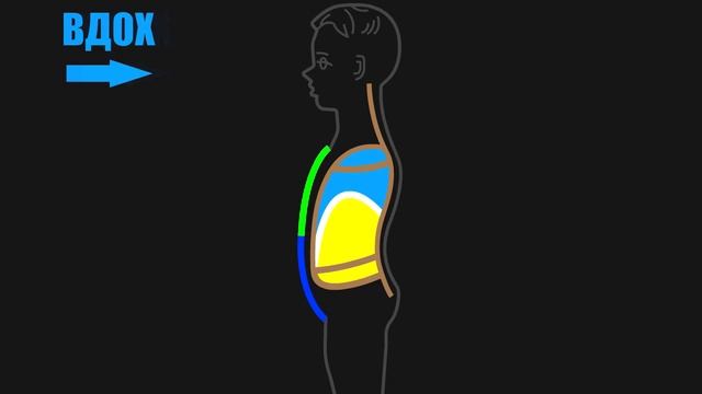 Дыхание. Кровообращение.! Э Эй У Х Не М М М. смотреть онлайн