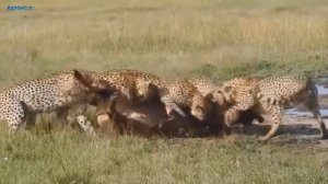 Дикие кошки. Леопард в деле. Гепард атакует. Гепард и зебра. Леопард и бородавочник.