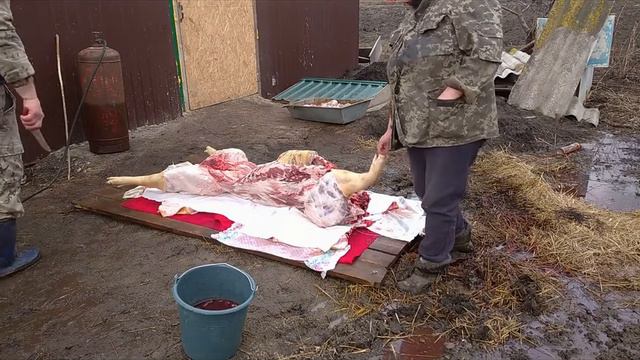 Опять забой небольшое видео. смотреть онлайн