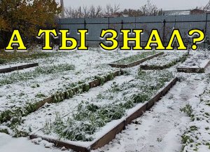 8 важных дел в саду и огороде в НОЯБРЕ☝☝☝