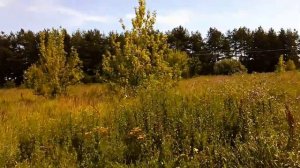 Обед. Прогулка по Буревестнику. часть 1.