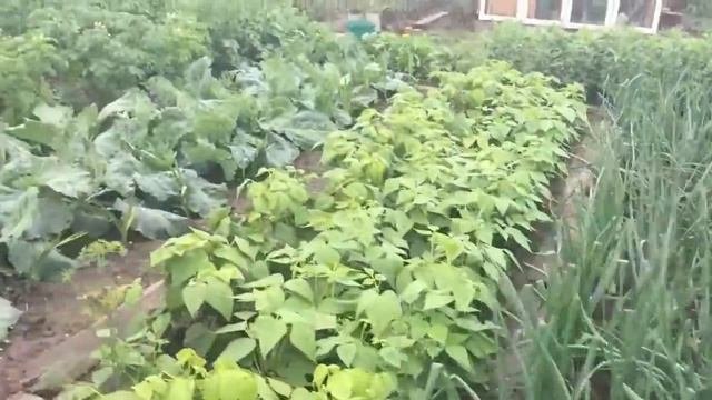 ТУР ПО ОГОРОДУ. Показываю свой огород