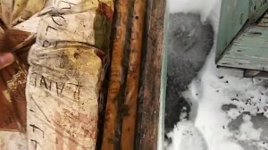 Бакфаст зимует на улице.mp4