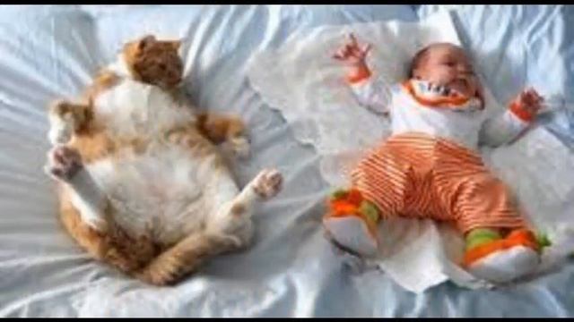 купить сухой корм для кошек смотреть онлайн