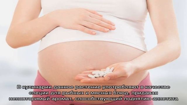 Тимьян и чабрец — это одно и то же растение: в чем между ними разница? смотреть онлайн