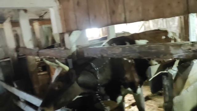 Проспали 🤕, отел нетели🐮, пришла 🌱, а с ней вода малыши 🐐🐑 , Рыжуха... 🐄 смотреть онлайн