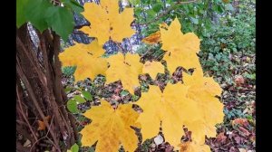 Улетают птицы к югу