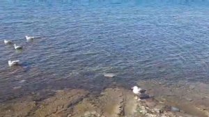 Чайки за кормой верны кораблю