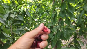 Черешня Свит Фрут Фул ( (Sweet Fruitful)  persikovod.com