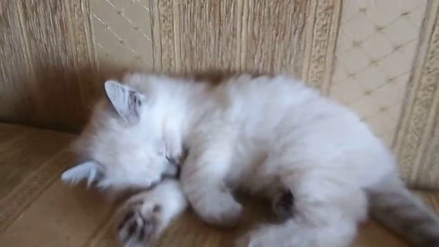 Невские маскарадные котята www.sibirushka.com Neva Masquerade kittens смотреть онлайн