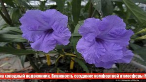 Тропический экзот руэллия: как вырастить в домашних условиях